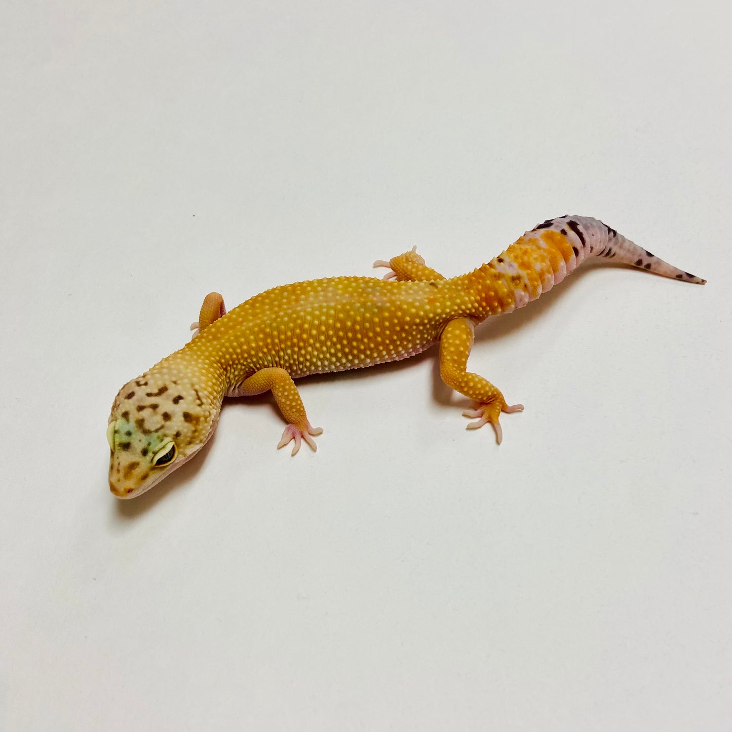 Super Hypo W/Y Leopard Gecko Female B-B8-62623-1