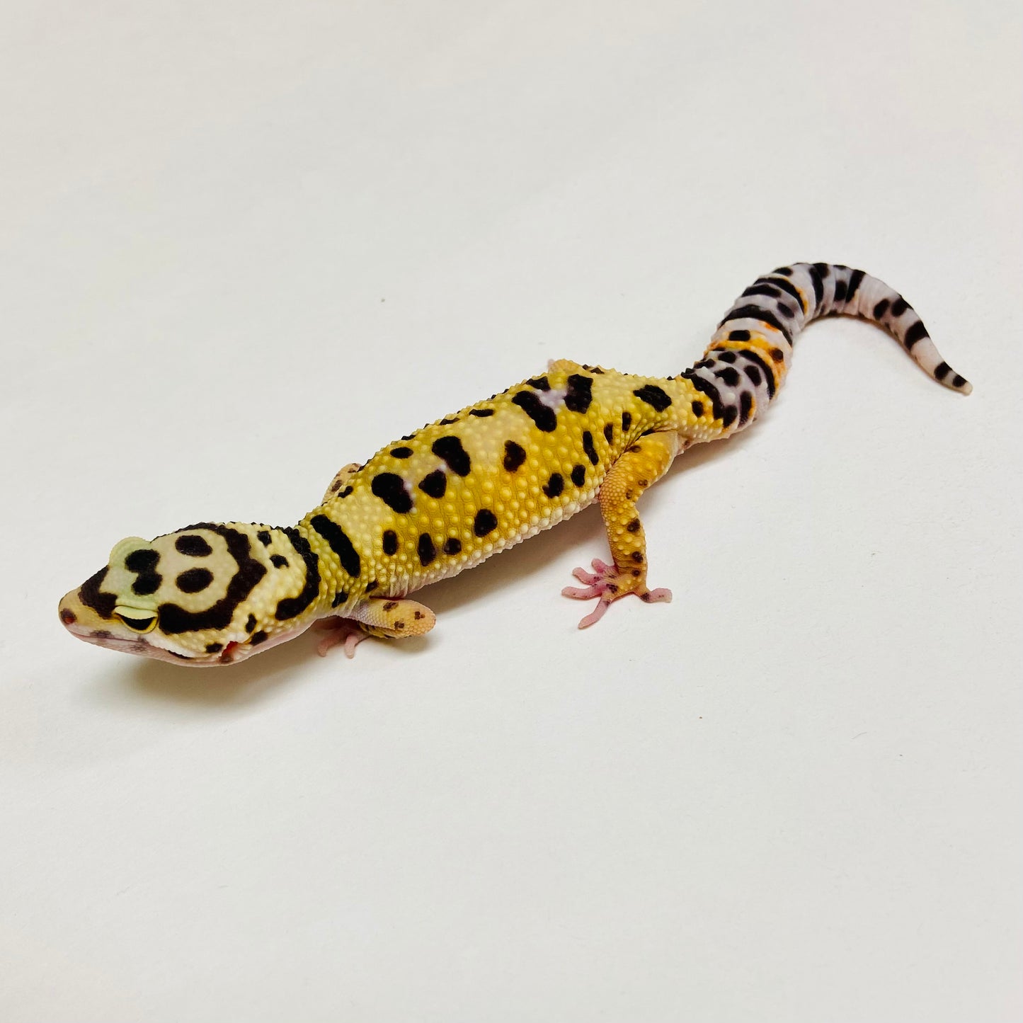 Bandit Leopard Gecko Female C-B8-72124-1