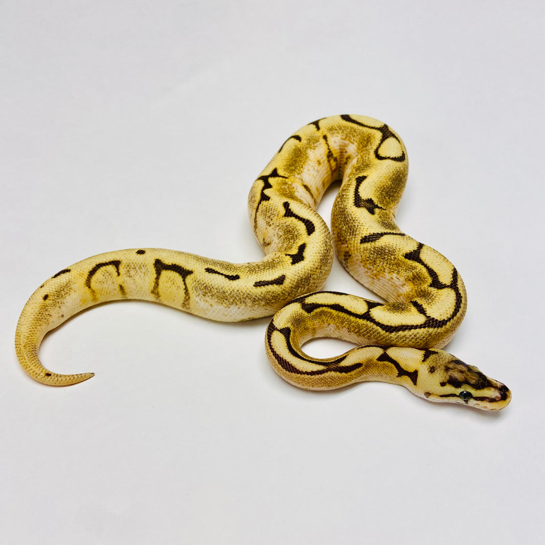 Ball Pythons for Sale at BHB Reptiles - High Quality & Wide Variety in ...