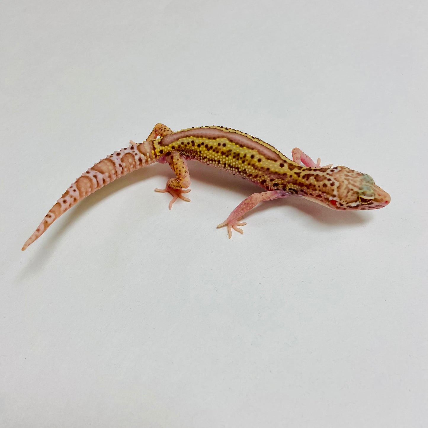 Radar Reverse Stripe Leopard Gecko Male A-B3-73024-1