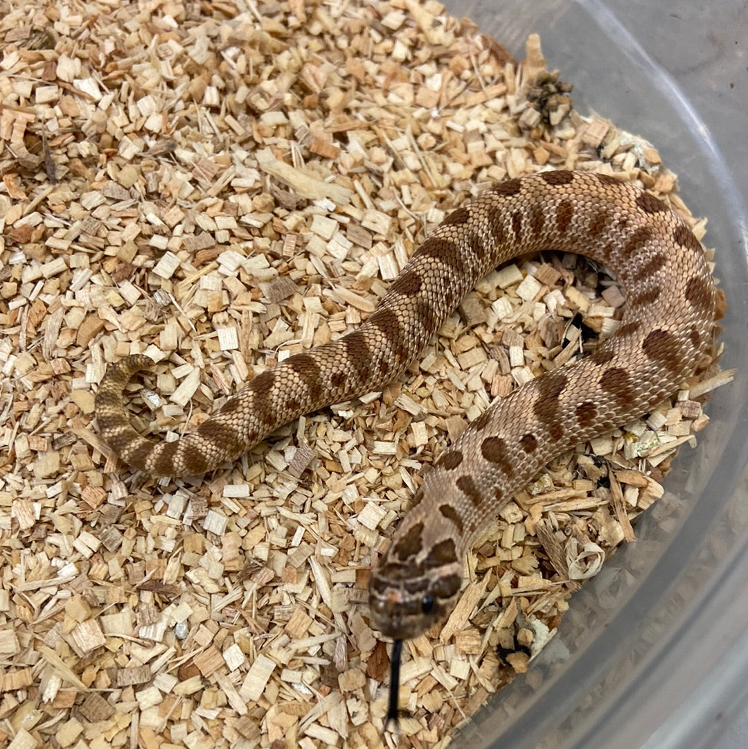 Hognose Snakes For Sale I Purchase Your Hognose Snake Online Or Pickup ...