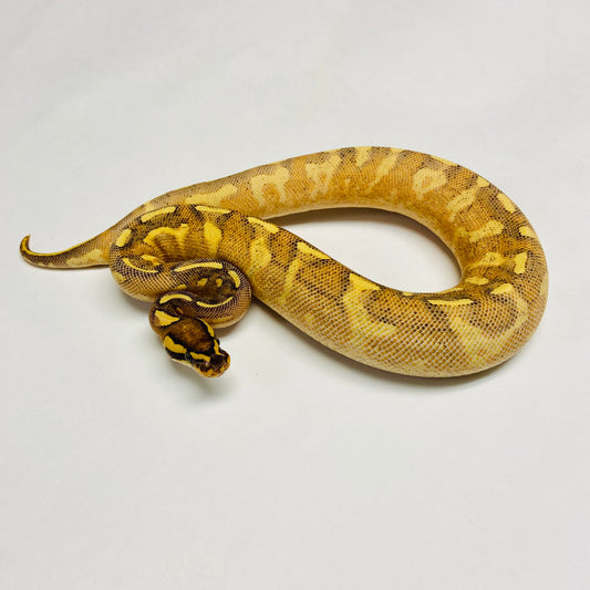 Enchi Super Gravel Ball Python Female 2023F02