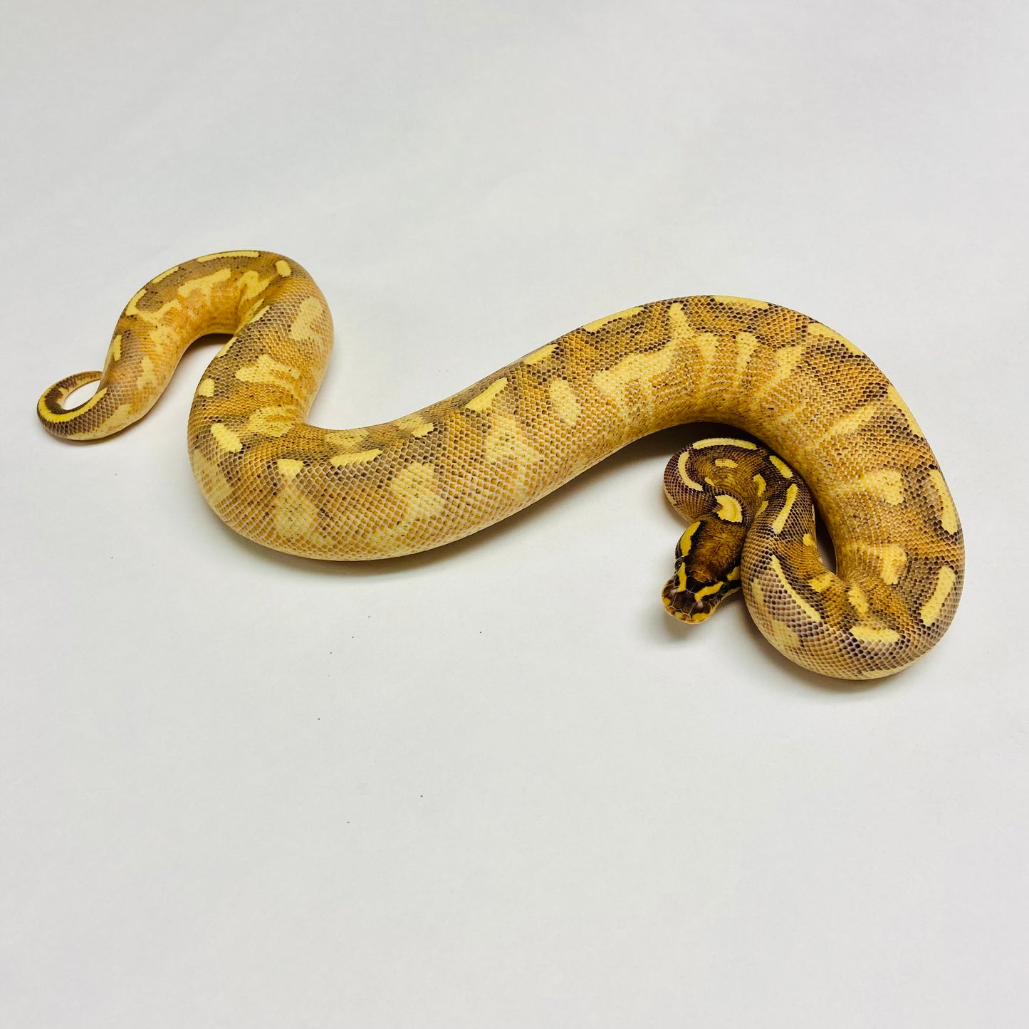 Enchi Super Gravel Ball Python Female 2023F02