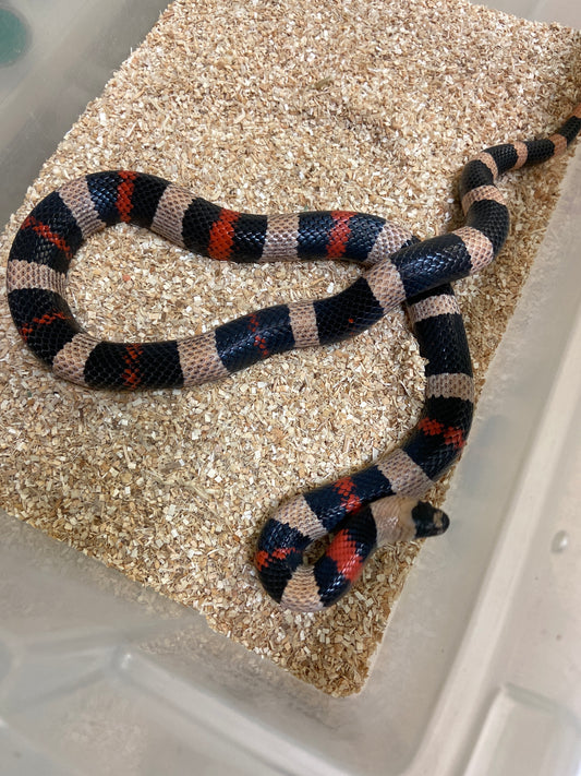 Apricot Pueblan Milk Snake 2022 Male M06