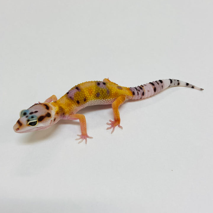 Leopard Geckos for Sale at BHB! Top Quality & Vast Selection in the US ...