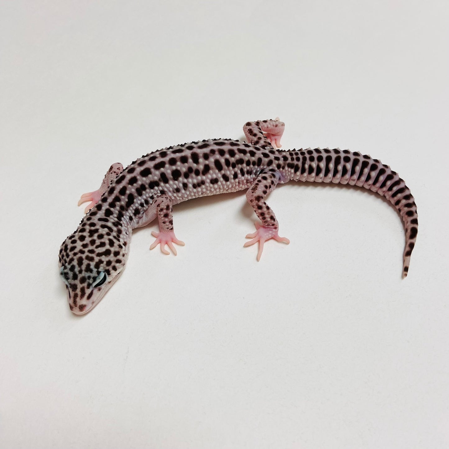 Dark Super Snow Leopard Gecko Male B-B3-71024-1