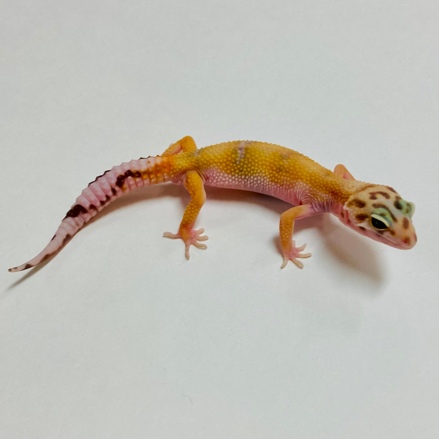 Hypo Mack Snow Tremper Albino Leopard Gecko Male A-B5-72124-1