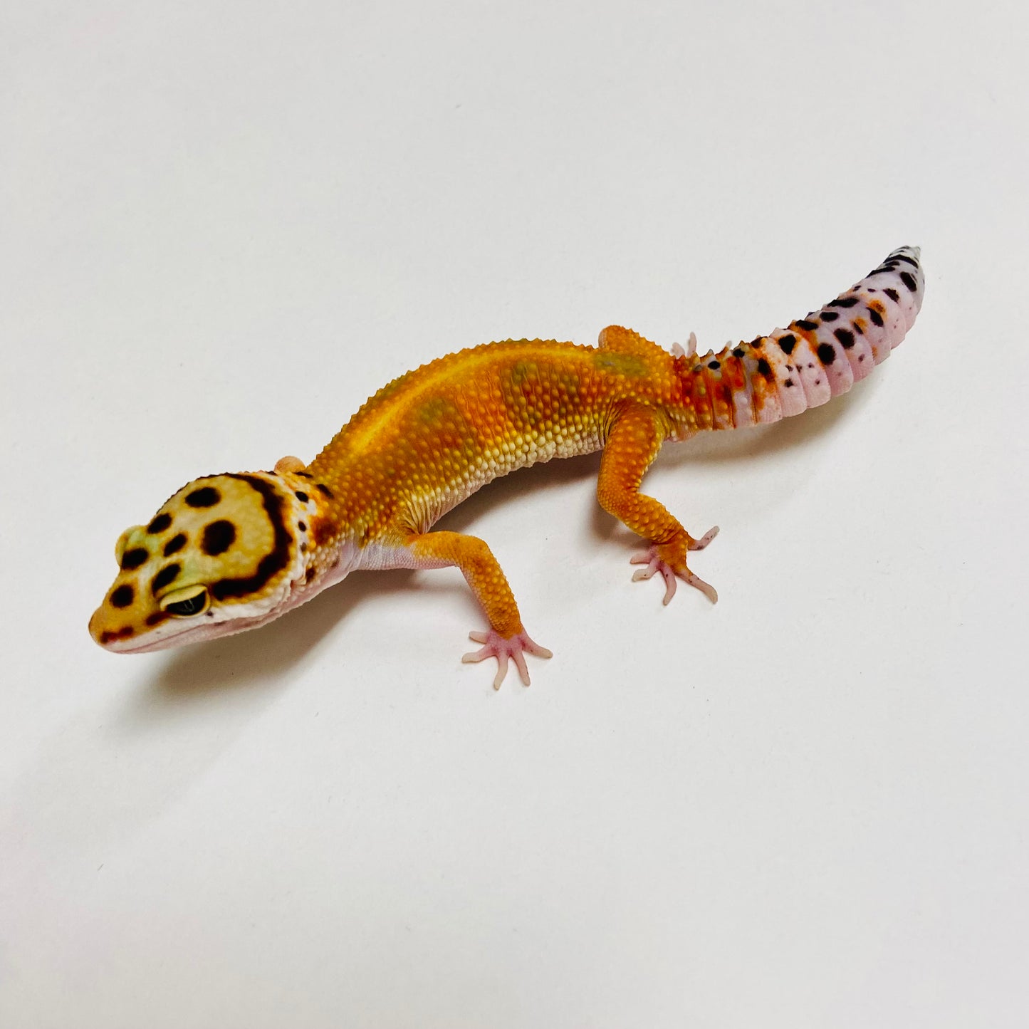 Hi Green Hypo Tangerine Leopard Gecko Male C-A2-71824-1