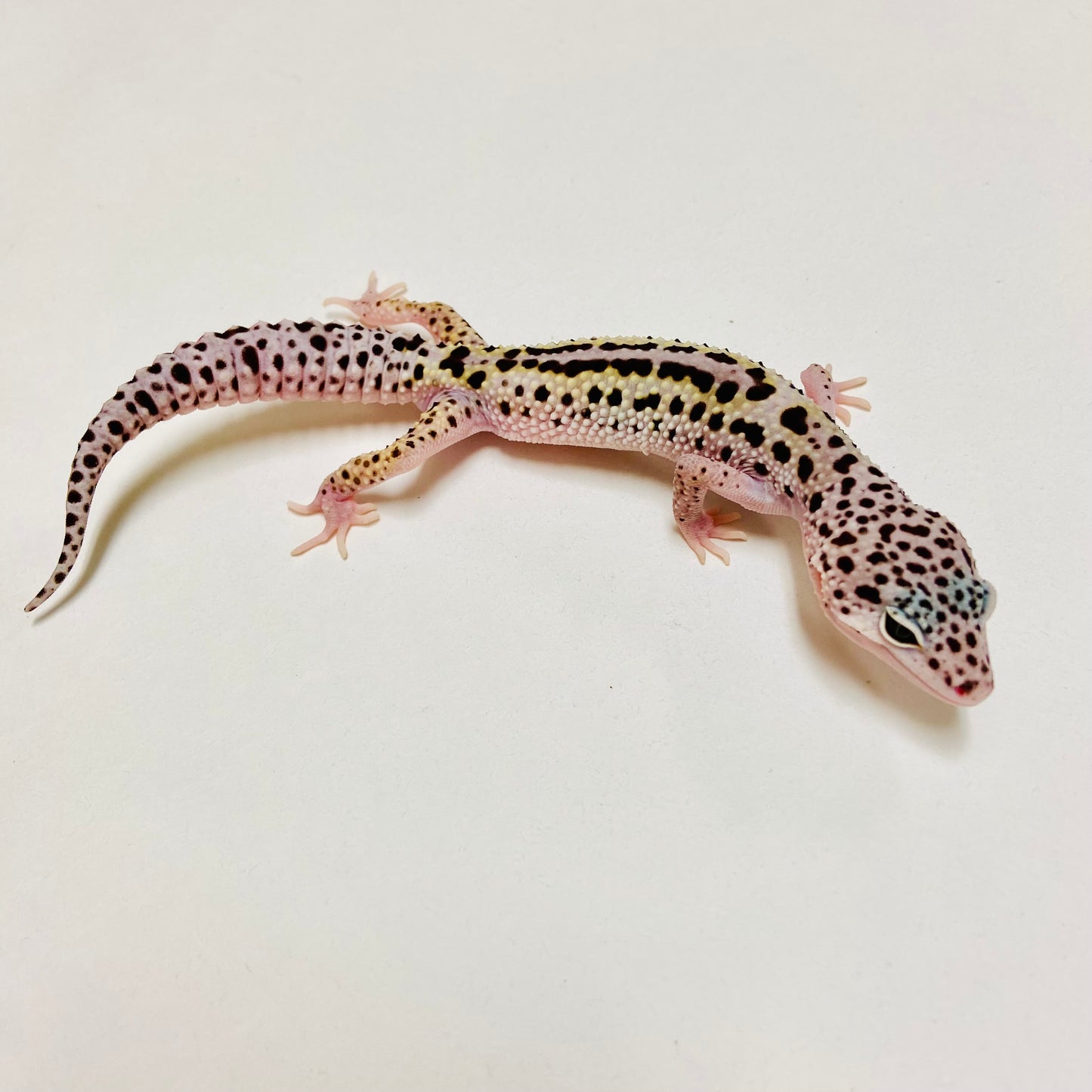 Mack Snow Reverse Stripe Eclipse Leopard Gecko Male D-B4-80524-2