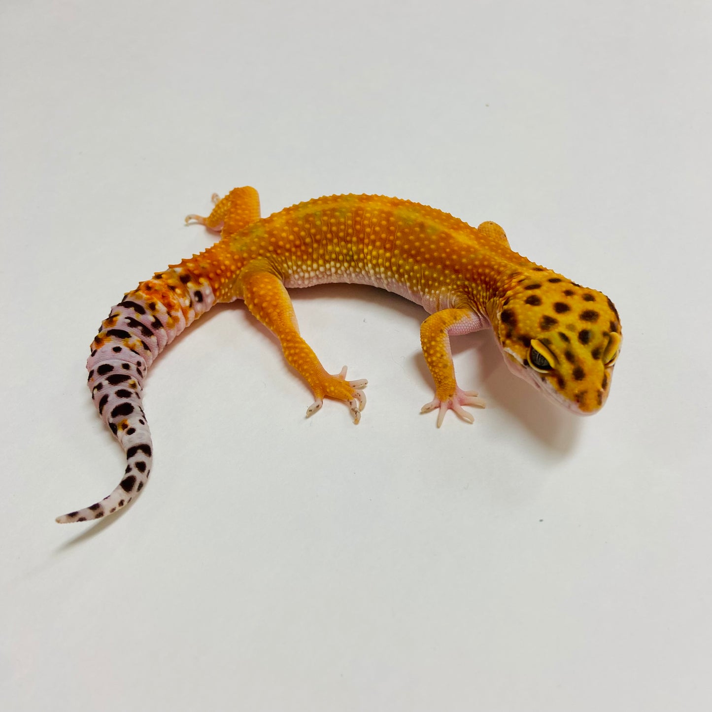 Hypo Tangerine Carrot Tail Leopard Gecko Male A-D5-90622-1