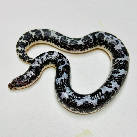 Anery Kenyan Sand Boa Female 2024F07