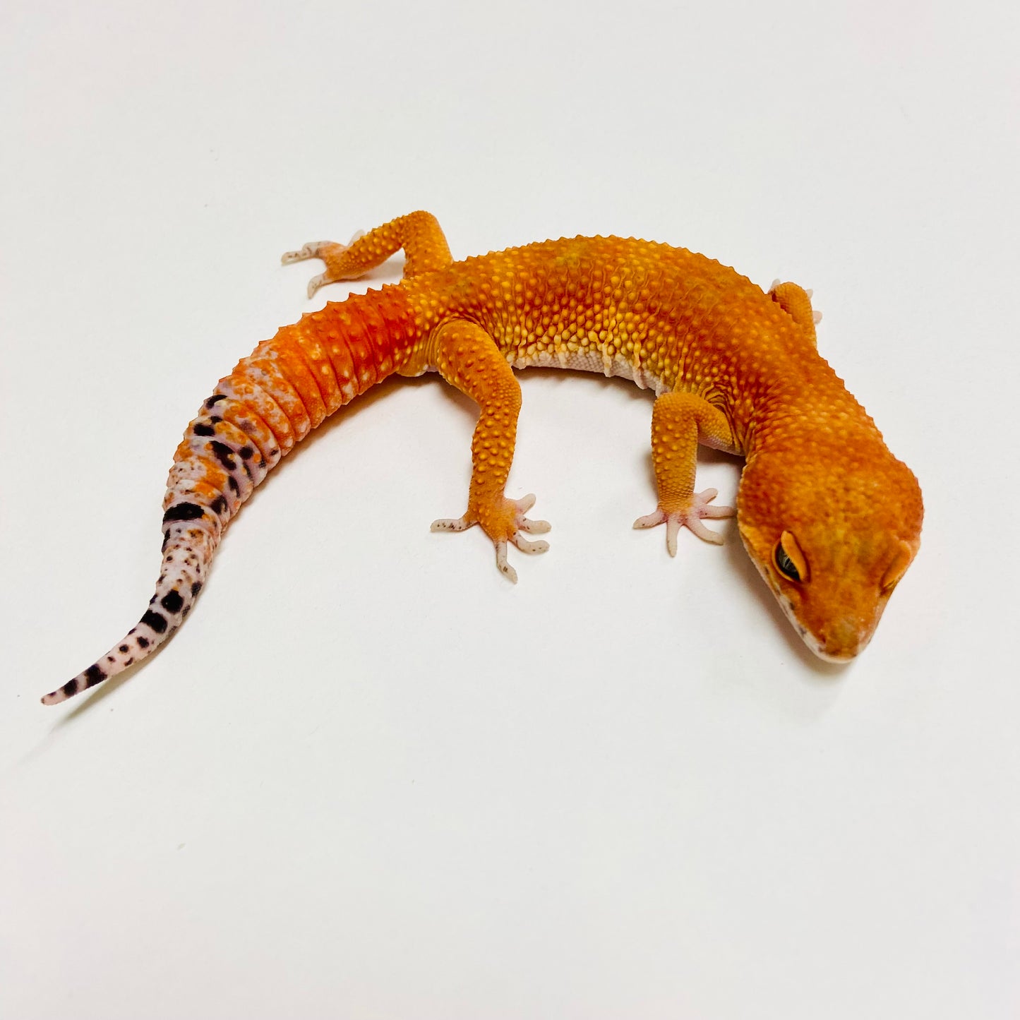 Super Hypo Tangerine Carrot Tail Leopard Gecko Male C-B4-61423-1