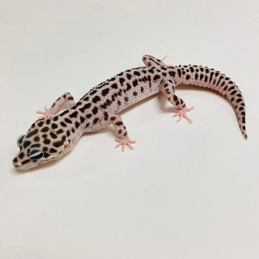 Super Snow Leopard Gecko Male A-B4-72522-1