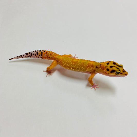 Bandit Hypo Tangerine Carrot Tail Leopard Gecko Female A-B1-80423-1