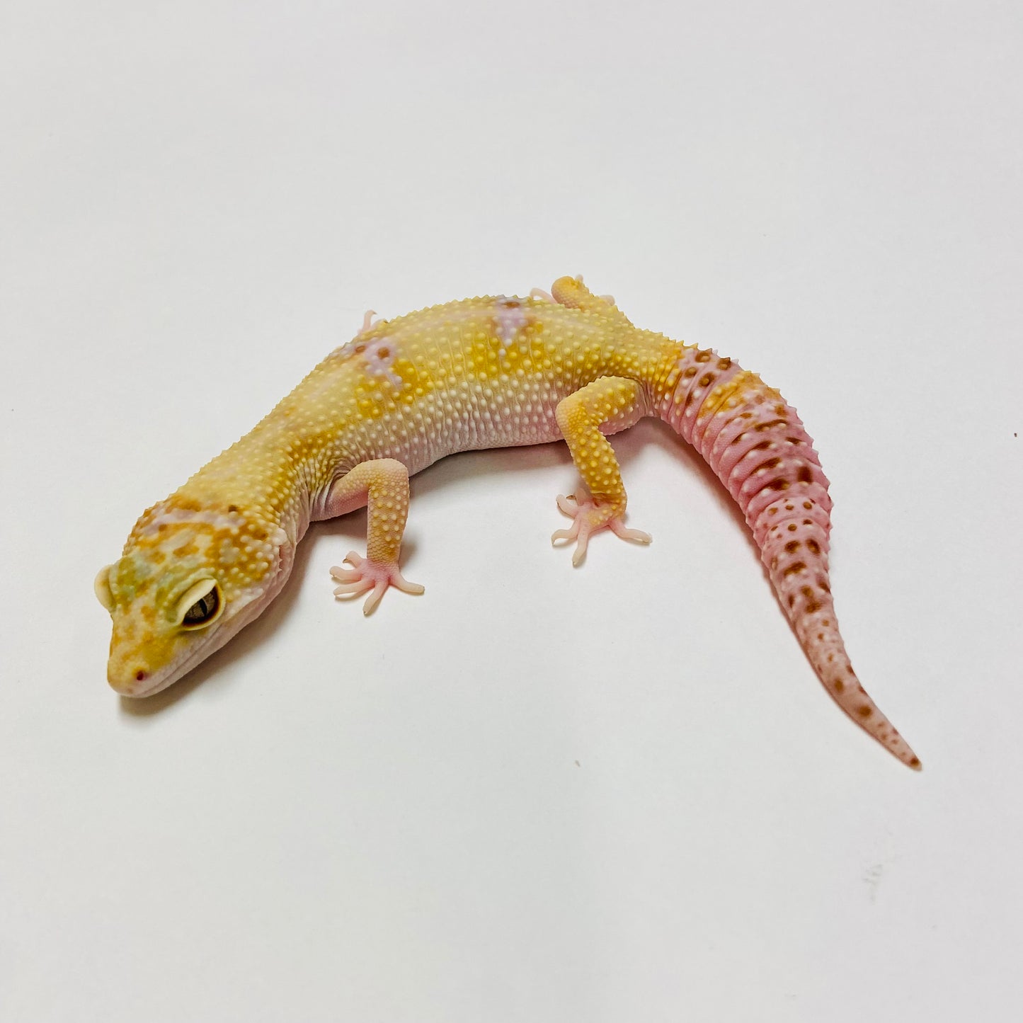 Hypo Mack Snow Tremper W/Y Leopard Gecko Female E-M9-60718-1