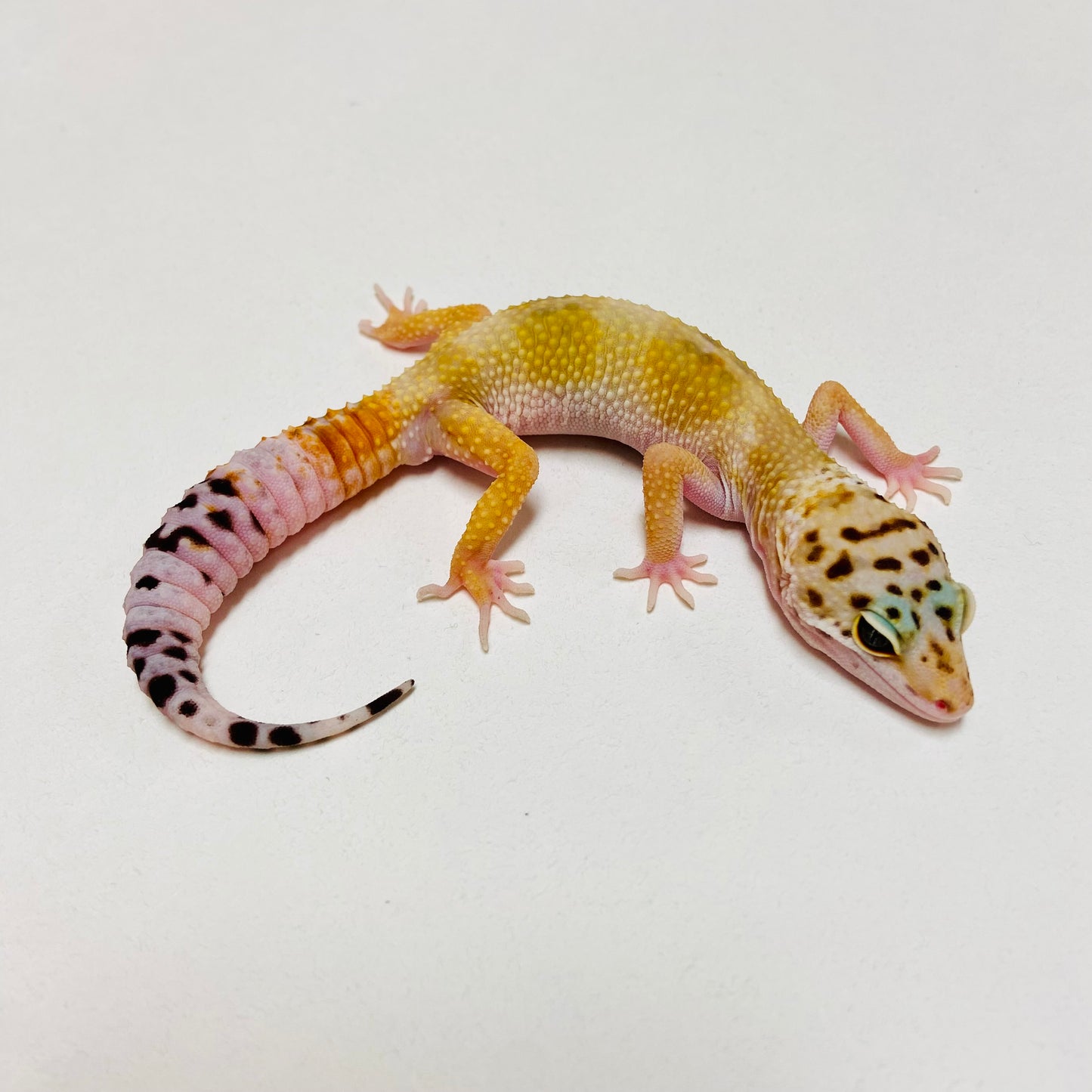 Hypo Tangerine Carrot Tail Leopard Gecko Male D-B6-80624-1