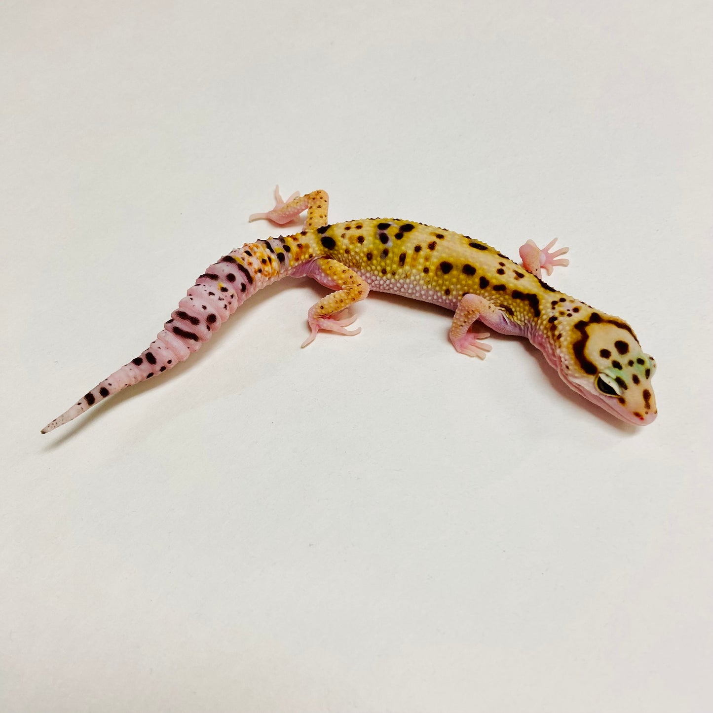 W/Y Eclipse Leopard Gecko Male A-B7-71624-1