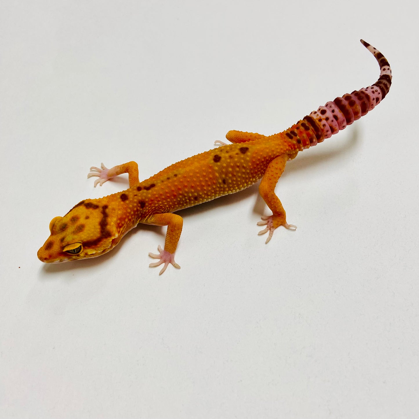 Hypo Tremper Tangerine Leopard Gecko Male B-B5-61723-1