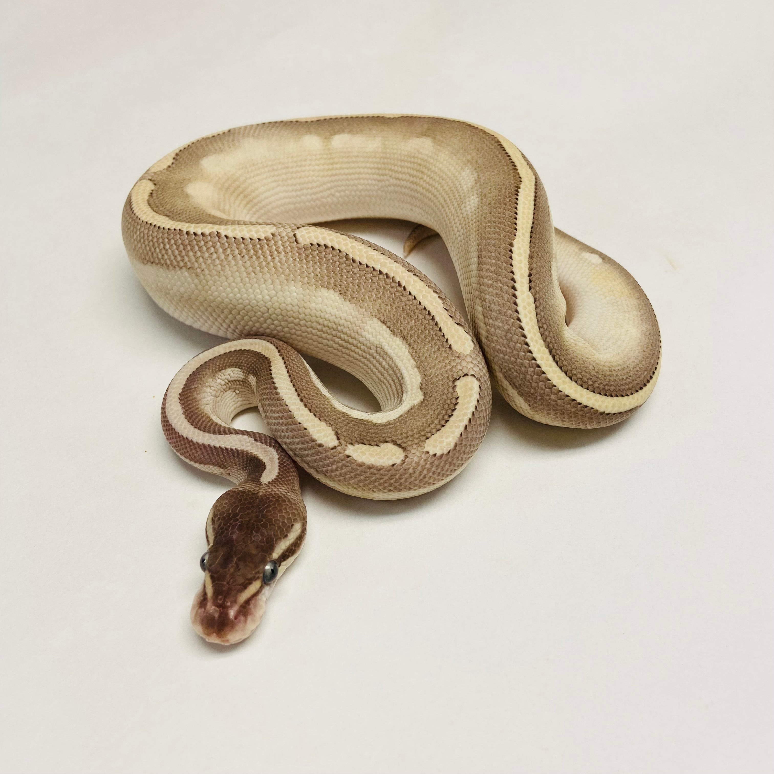 Ball Pythons for Sale at BHB Reptiles - High Quality & Wide Variety in ...