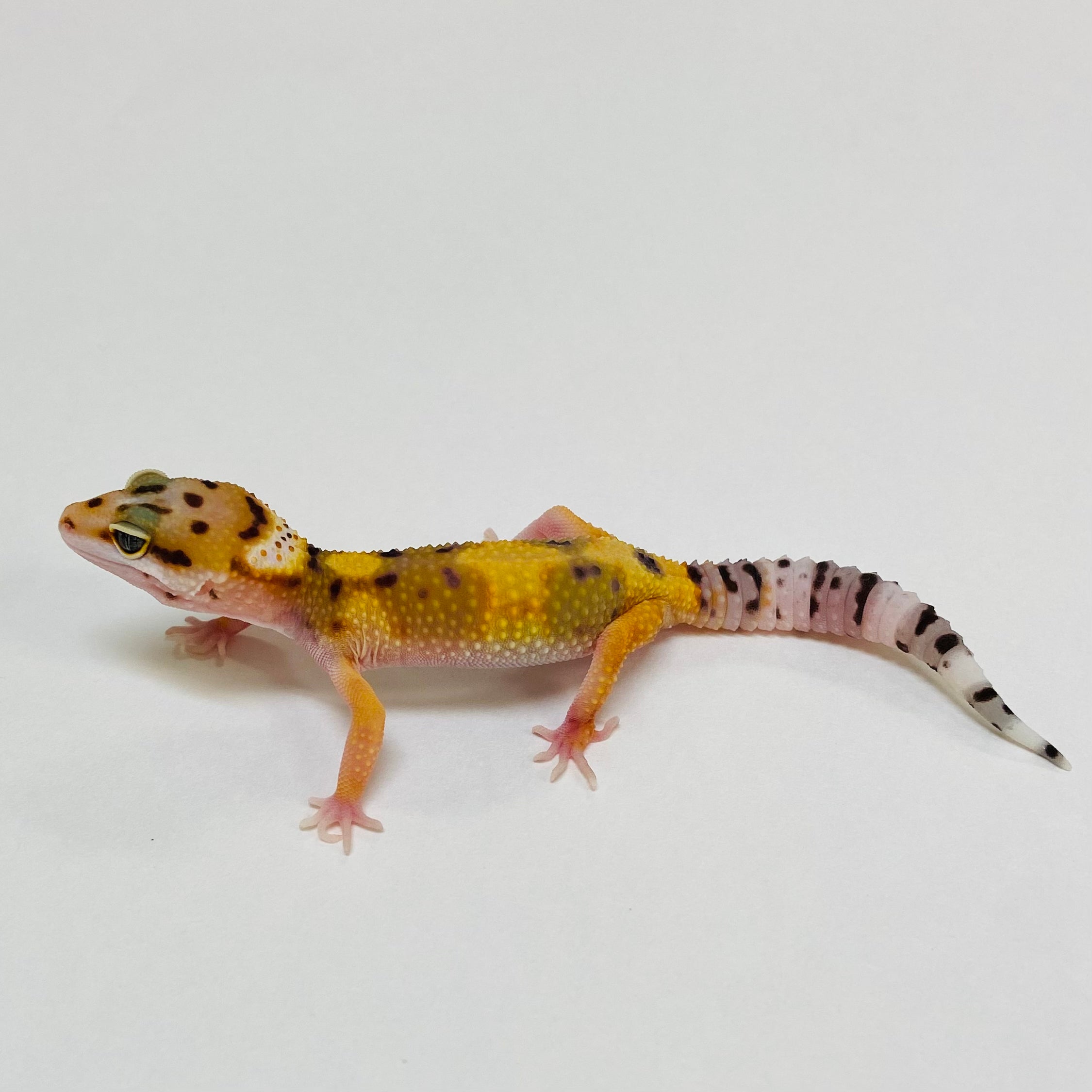 Leopard Geckos for Sale at BHB! Top Quality & Vast Selection in the US ...