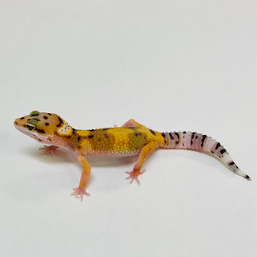 Leopard Geckos for Sale at BHB! Top Quality & Vast Selection in the US ...