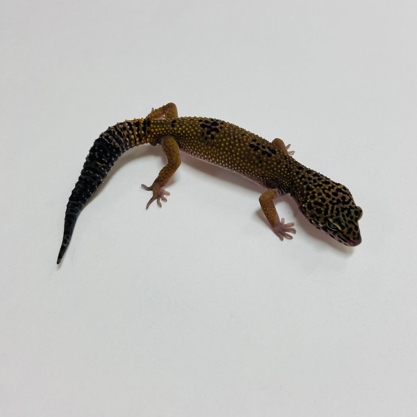 Dark Mack Snow Leopard Gecko Male B-B4-70824-1