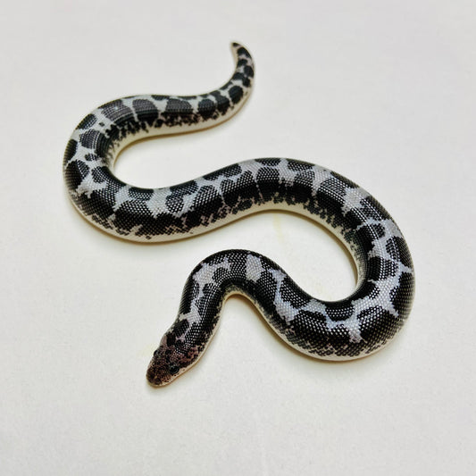 Anery Kenyan Sand Boa Male 2024M06