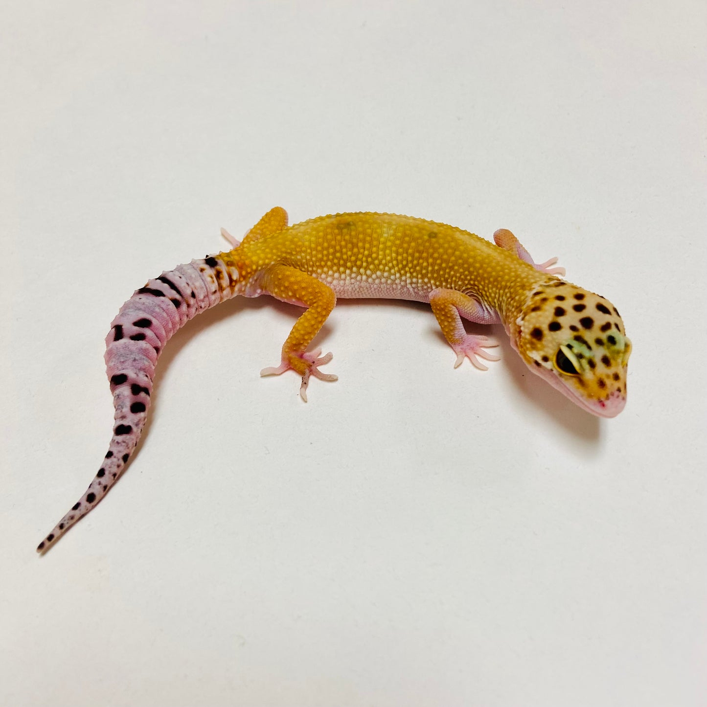 Hypo Eclipse Leopard Gecko Male D-B7-80824-1