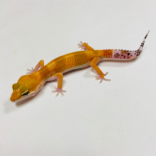 Super Hypo Tangerine Carrot Tail Baldy Leopard Gecko- Male #G-B3-70123-1