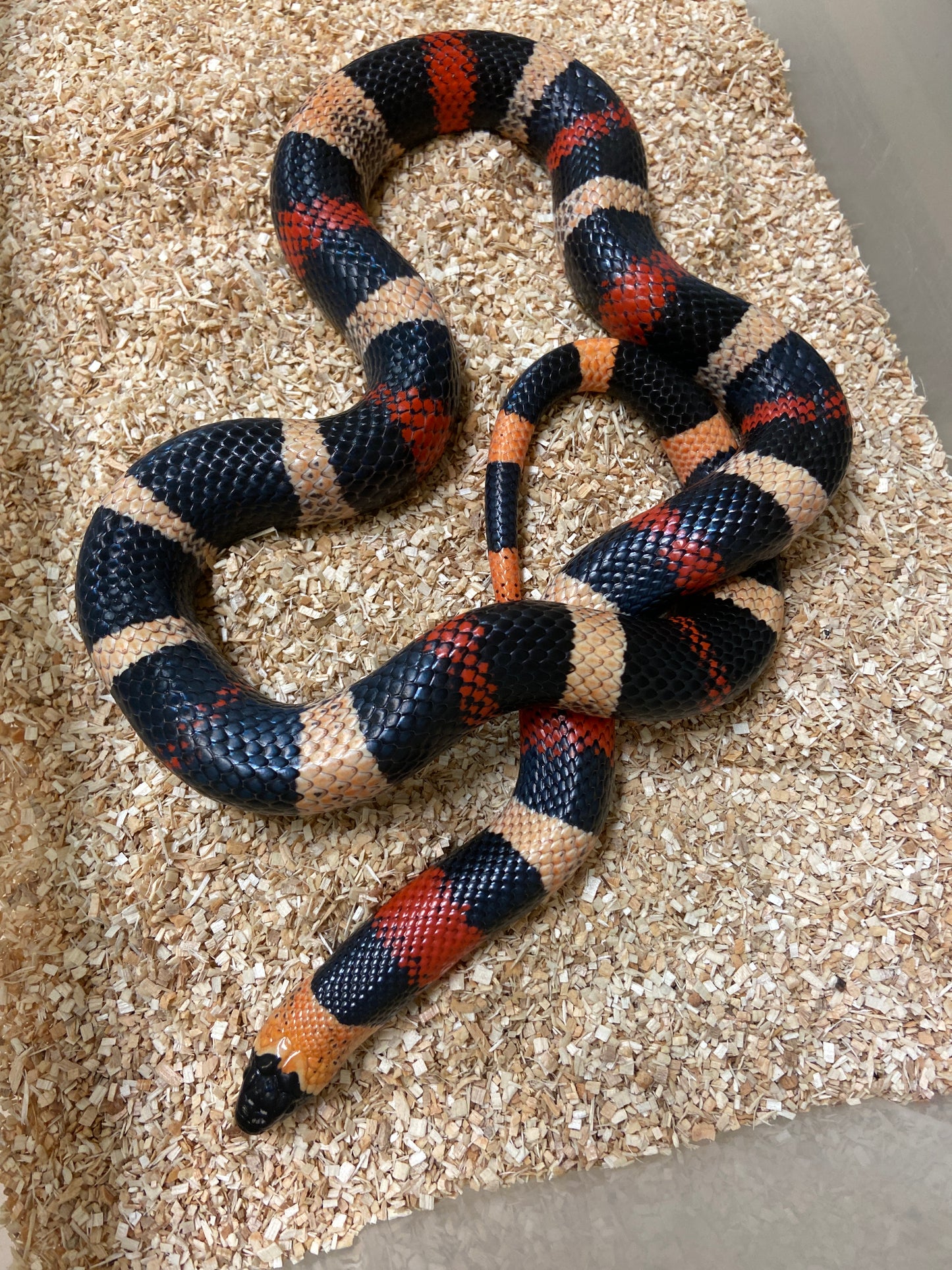 Apricot Pueblan Milk Snake- 2022 Male M05