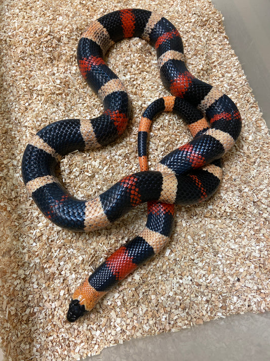 Apricot Pueblan Milk Snake 2022 Male M05