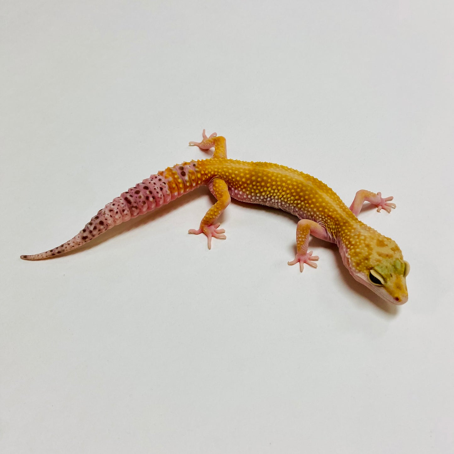 Hypo W/Y Leopard Gecko Female B-J9-92222-1