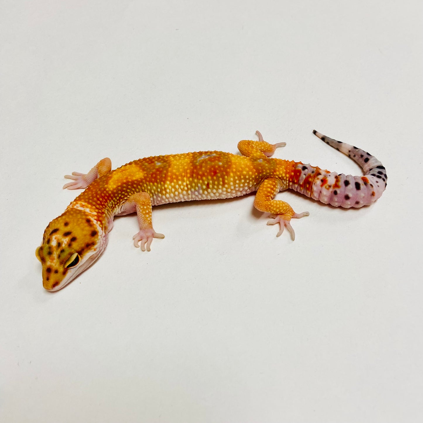 Hypo Tangerine Leopard Gecko Male C-A3-72224-1