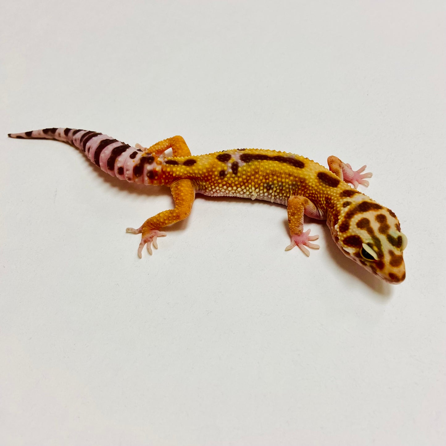 Raptor Leopard Gecko Female B-B7-71024-1