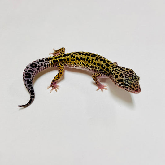 Dark Mack Snow Reverse Stripe Leopard Gecko Female D-B2-81524-1