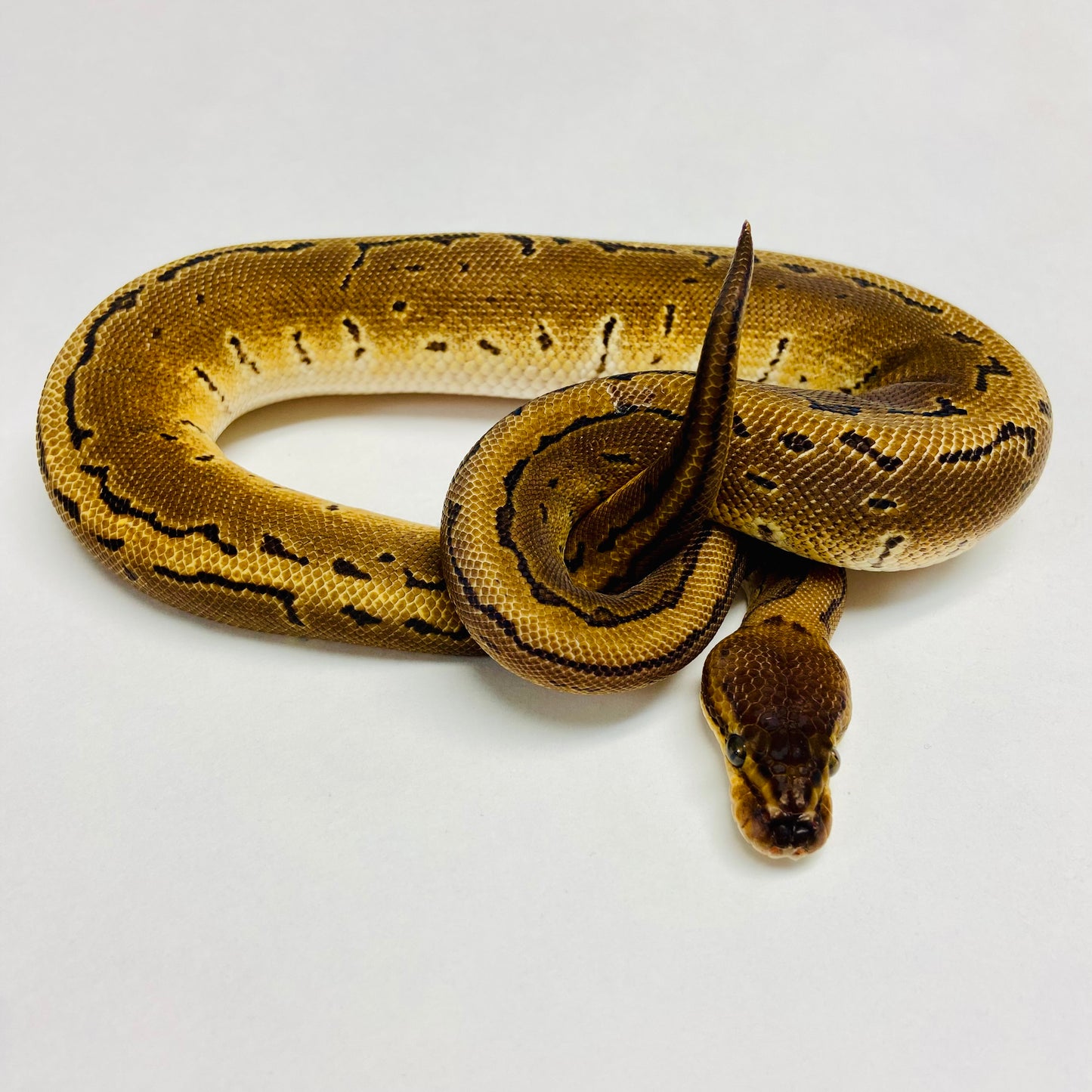 Cypress Pinstripe Ball Python Female 2023F01