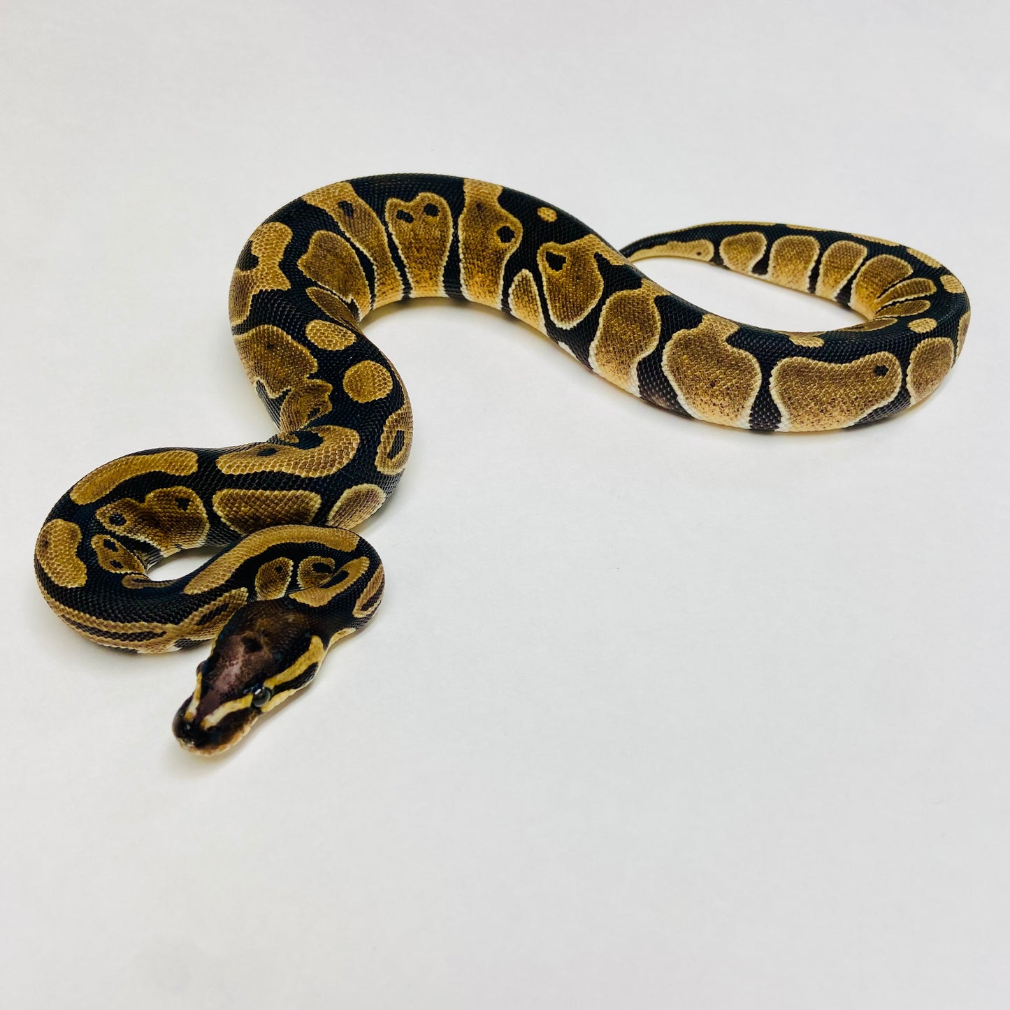 Scaleless Head Ball Python- Female #2023F02 – BHB Reptiles