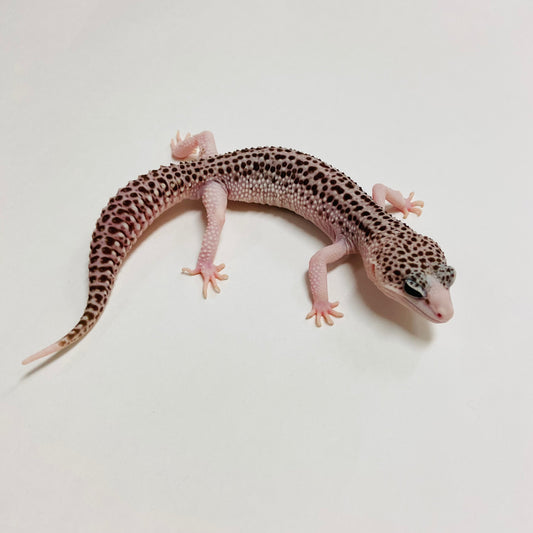 Pied Galaxy Leopard Gecko Male A-C7-61923-1