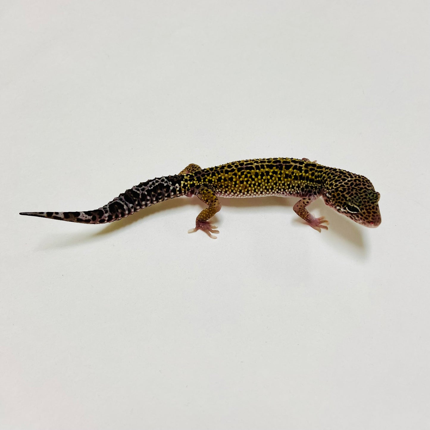 Dark Mack Snow Leopard Gecko Male D-B3-80524-1