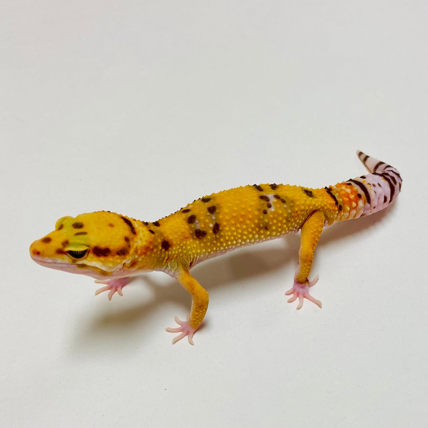 Albino Tremper Tangerine Leopard Gecko Male D-A8-80524-1