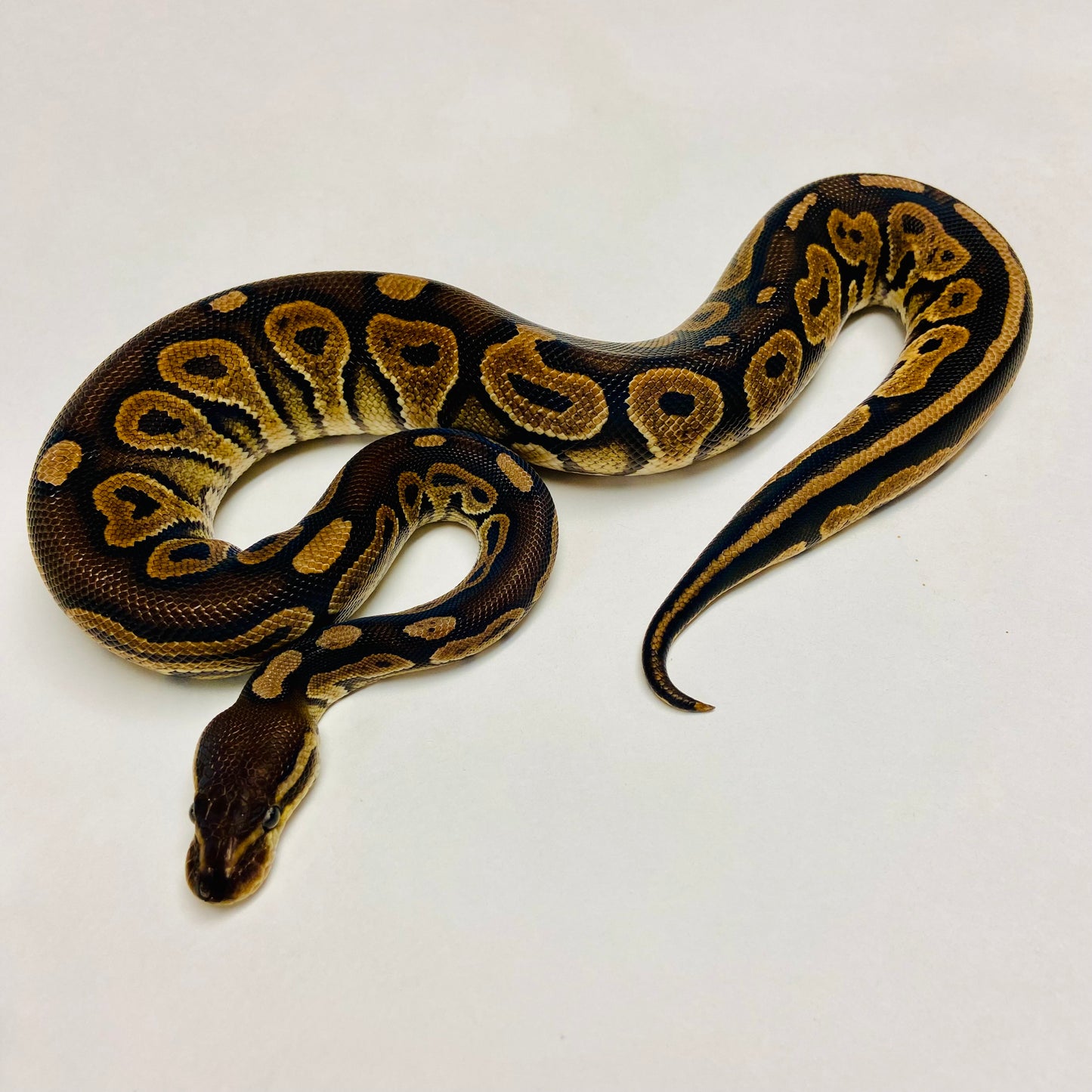 Cinnamon Het Sunset Ball Python Female 2023F01