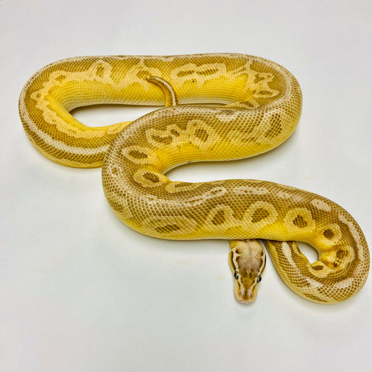 Black Pewter Lesser Cypress Ball Python Female 2021F02