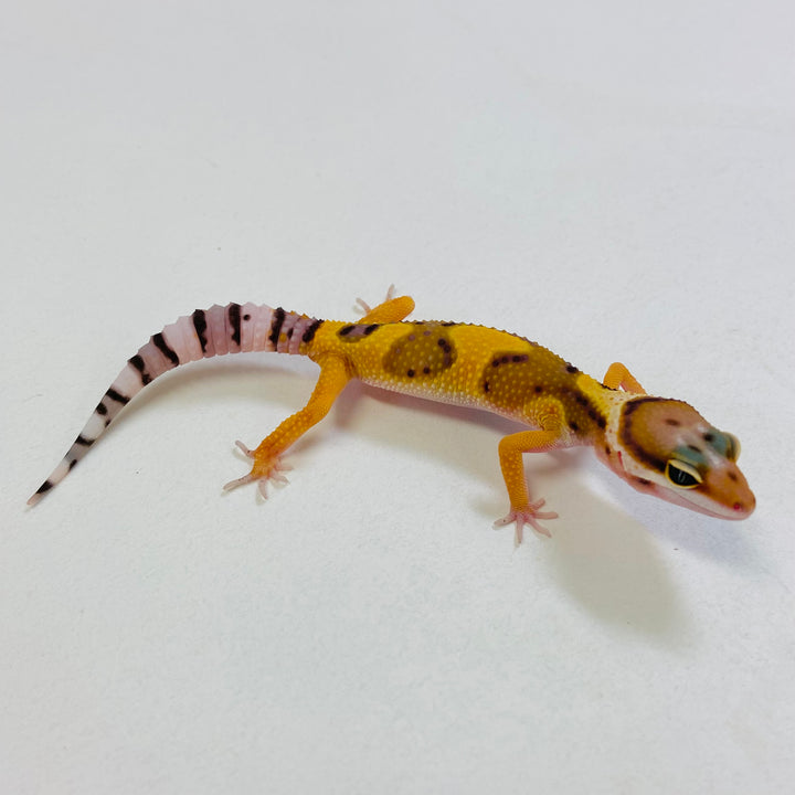 Leopard Geckos for Sale at BHB! Top Quality & Vast Selection in the US ...