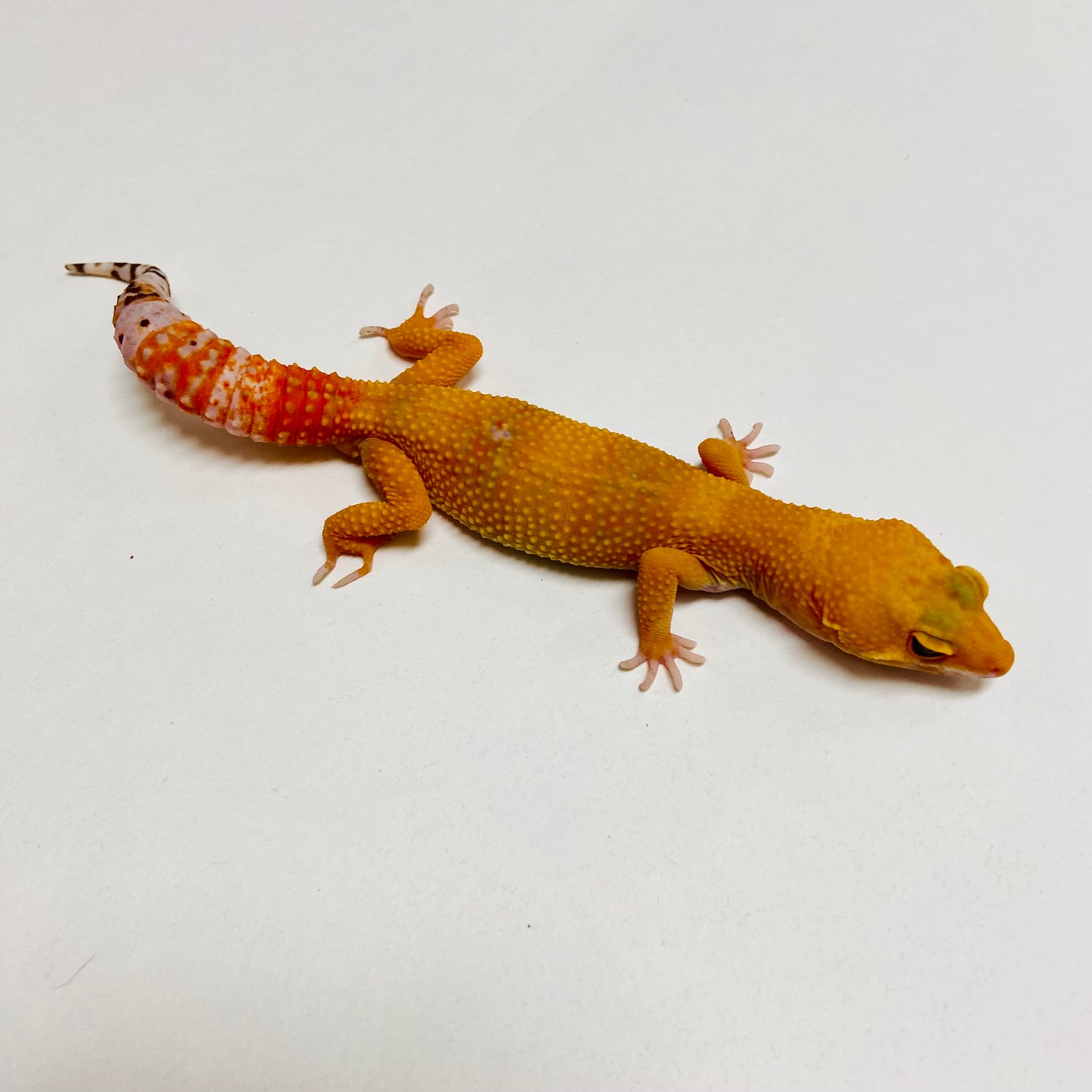 Super Hypo Tangerine Carrot Tail Baldy Leopard Gecko Male B-B7-71624-1