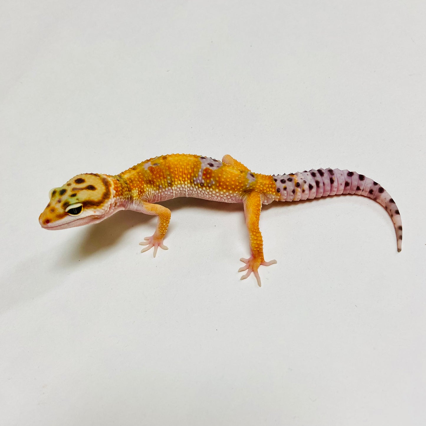 Tangerine W/Y Leopard Gecko Male C-A5-71324-1