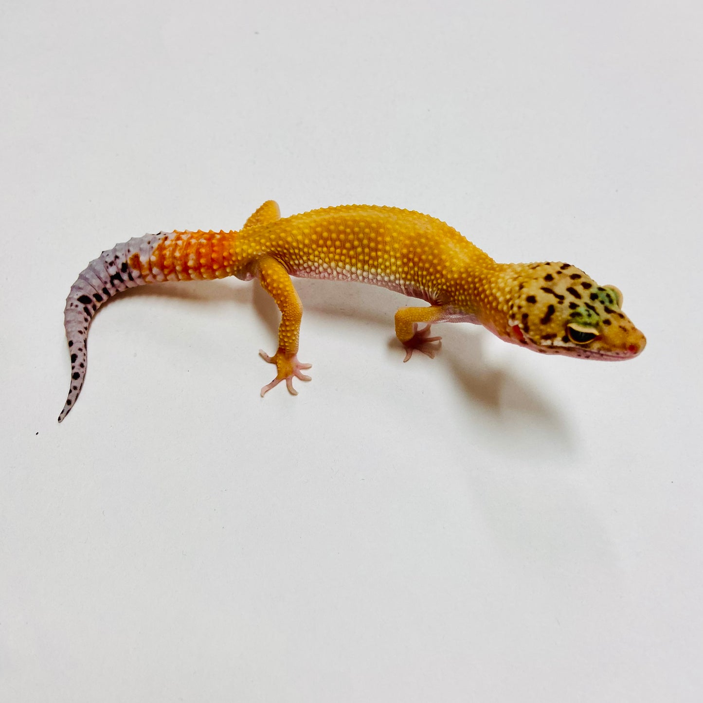 Super Hypo Tangerine Carrot Tail Leopard Gecko Male C-B8-71624-2