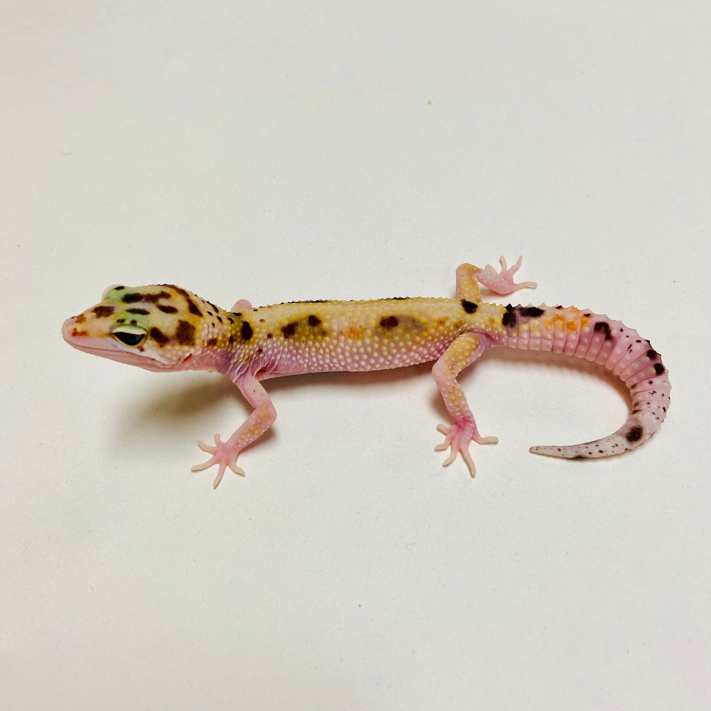 Tangerine W/Y Eclipse Leopard Gecko Female D-B10-80524-1