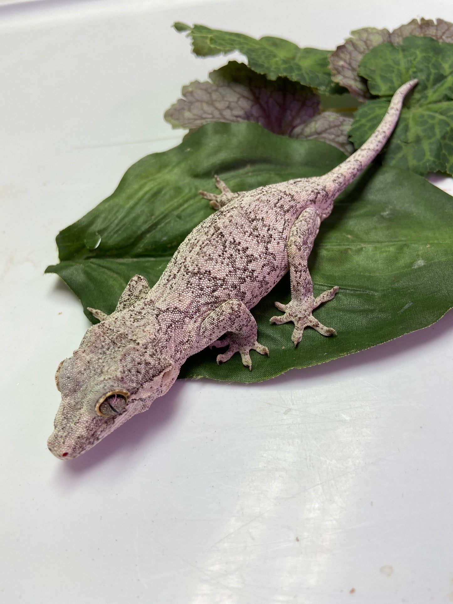 High White Reticulated Gargoyle Gecko 2022 Male LS05