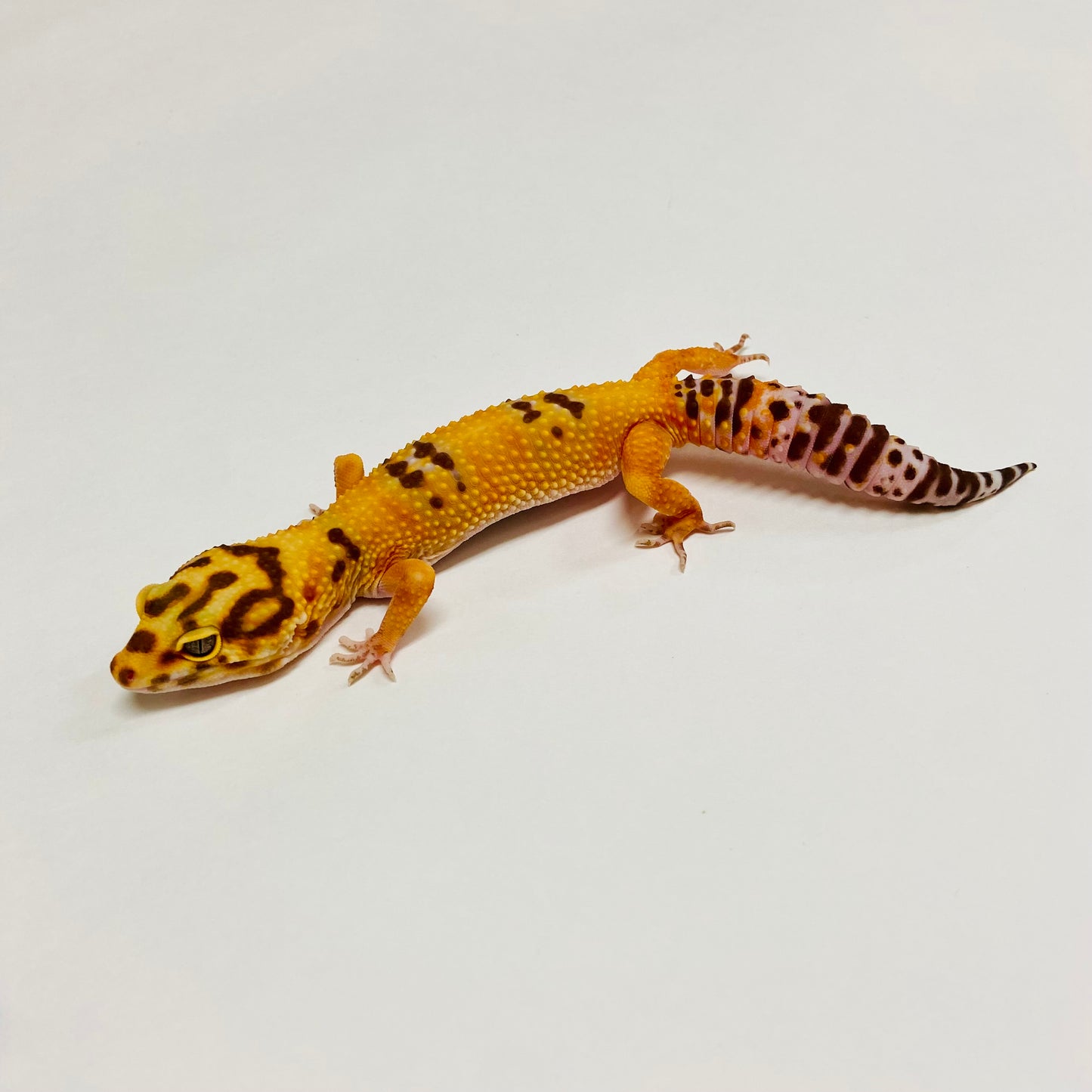 Bandit Albino Tremper Tangerine Leopard Gecko Female C-B5-71023