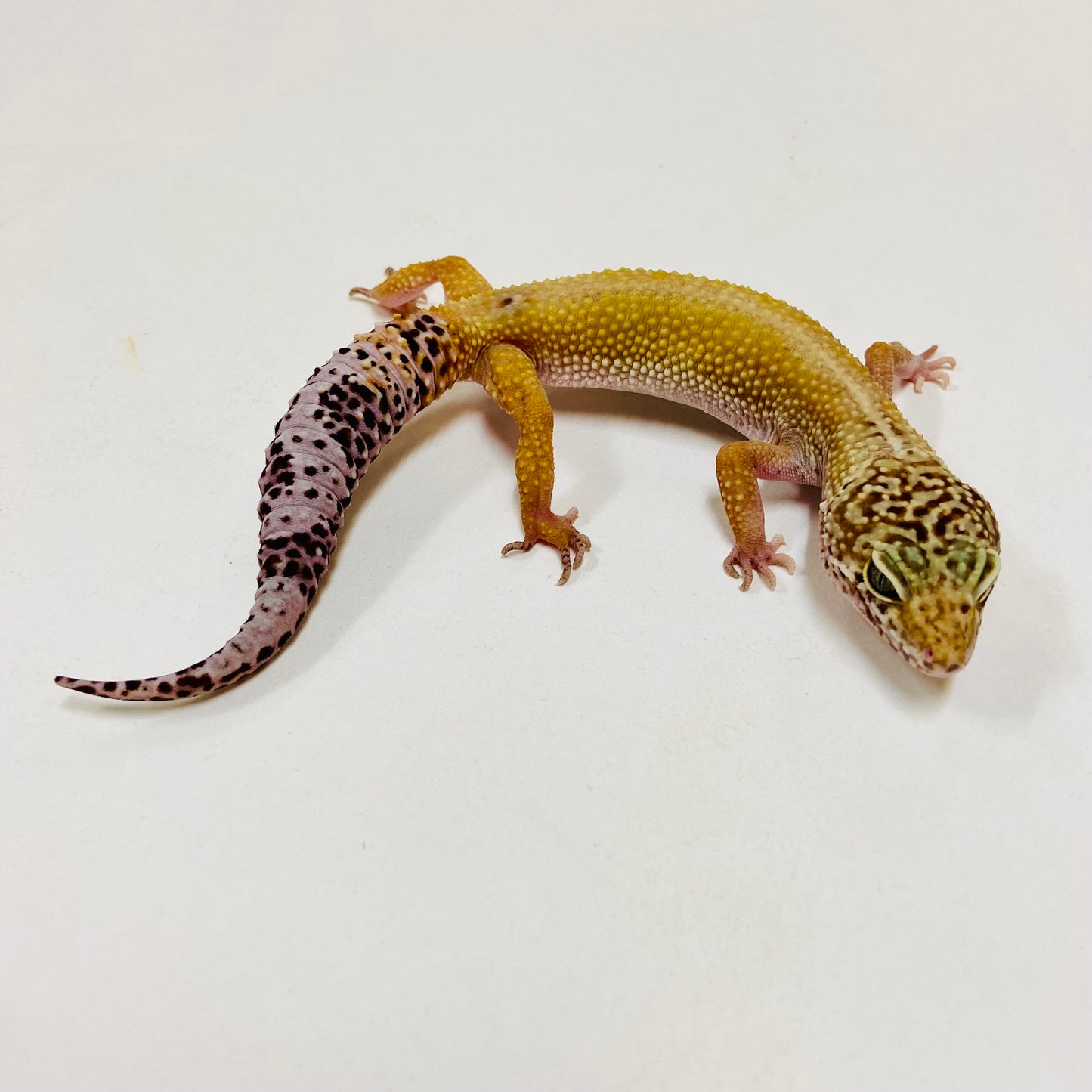 Dark Hypo  Mack Snow  Leopard Gecko Female F-G7-82622-1